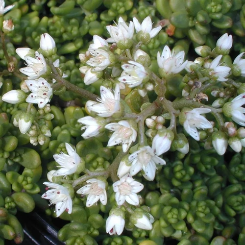 Sedum album 'Minus'