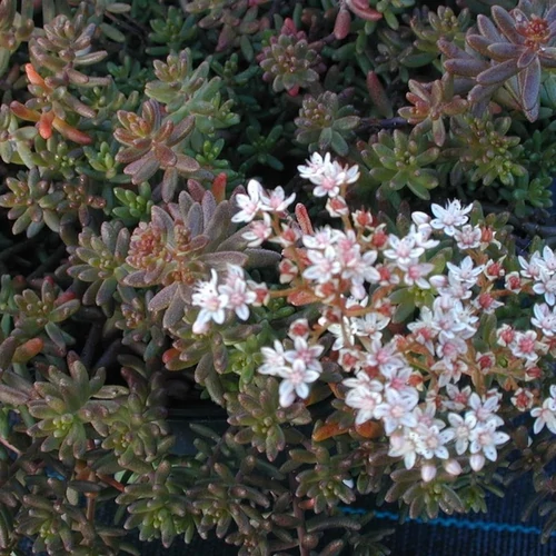 Sedum album 'Murale'