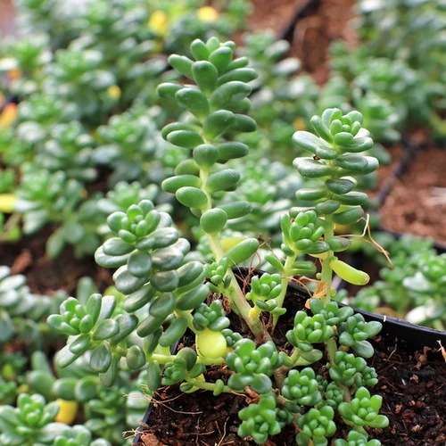 Sedum 'Athoum'