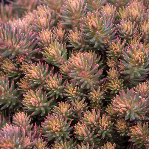 Sedum 'Chocolate Ball'