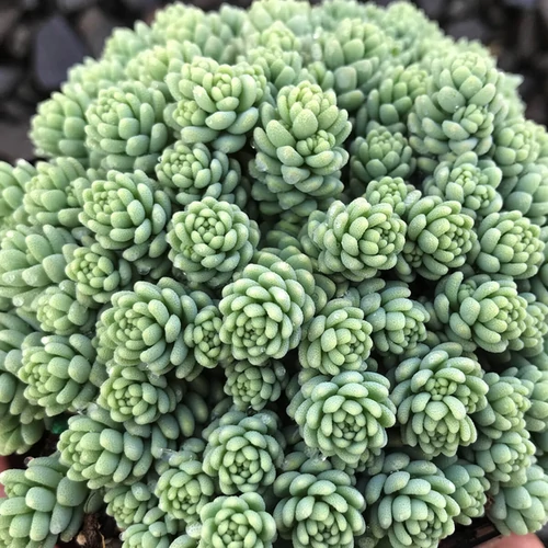 Sedum dasyphyllum 'Major'
