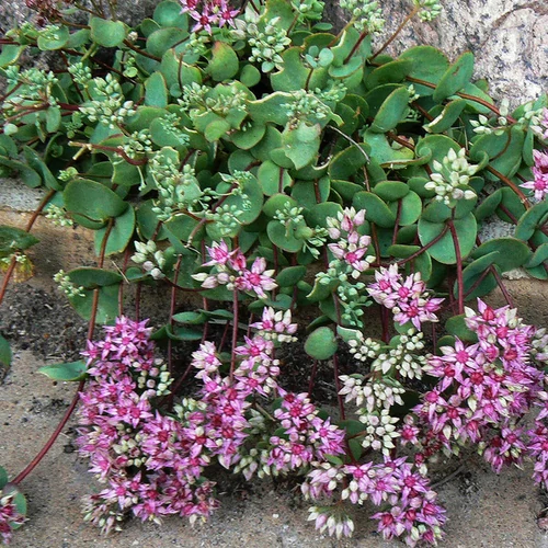 Sedum ewersii