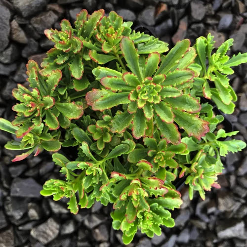 Sedum floriferum 'Weihenstephaner Gold'