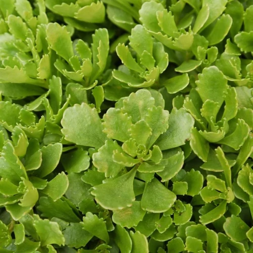Varjúháj örökzöld - Sedum hybridum 'Immergrünchen' 10/20cm K9x9cm