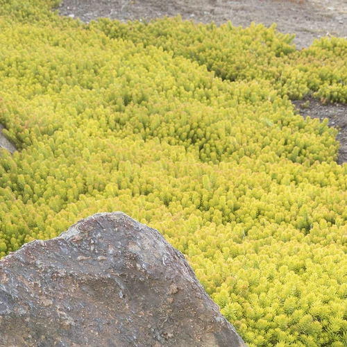Sedum um 'Winter Lemon'
