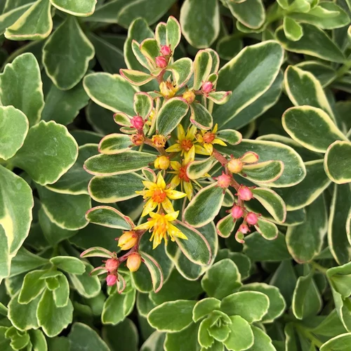 Varjúháj kamcsatkai sárga tarka levelű - Sedum kamtschaticum 'Variegatum' 10/20cm K9x9cm