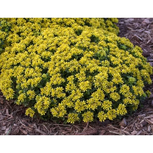 Sedum kamtschaticum 'Little Miss Sunshine'
