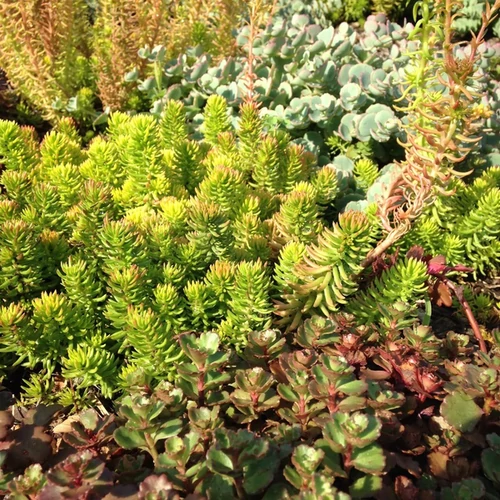 Varjúháj fajták - Sedum mix 10/20cm K9x9cm