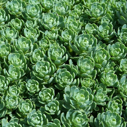 Sedum pachyclados