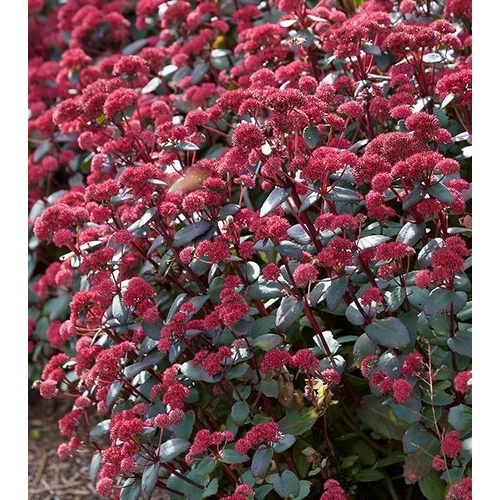 Varjúháj kárpáti bordó levelű - Sedum telephium 'Red Cauli' 20/30cm K2l