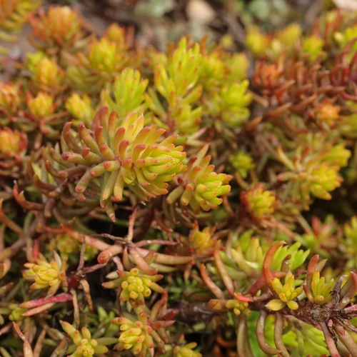 Sedum reflexum 'Angelina'