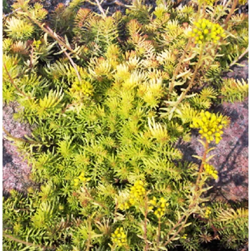 Sedum reflexum aureum