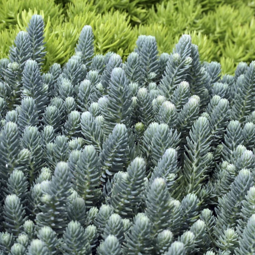 Varjúháj kövi kékeszöld levelű - Sedum reflexum 'Blue Cushion' 10/20cm K9x9cm