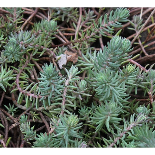 Sedum reflexum 'Glaucum Compactum'