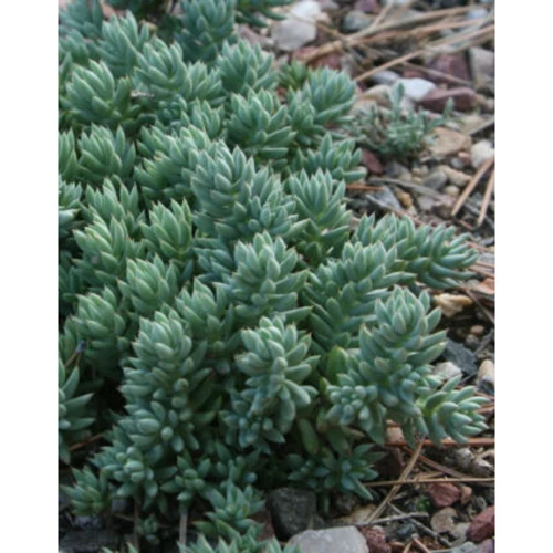 Sedum sediforme 'Silver'