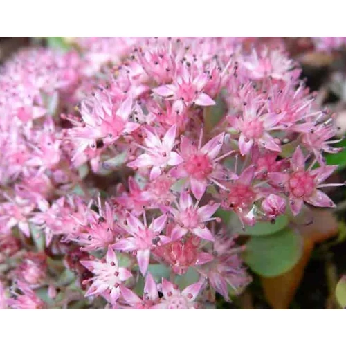 Varjúháj októberi - Sedum sieboldii 'Bright Pink' 10/20cm K9x9cm