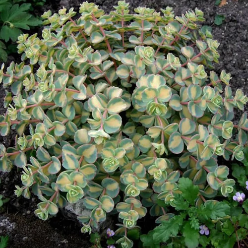 Sedum sieboldii 'Mediovariegatum'