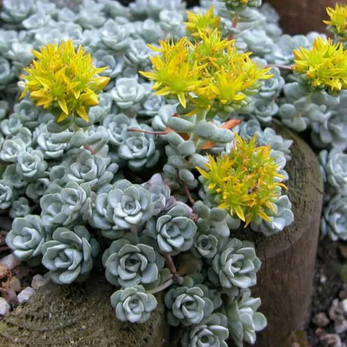 Sedum spatulifolium 'Cape Blanco'