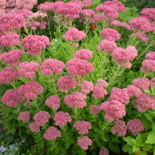 Sedum spectabile 'Brilliant'