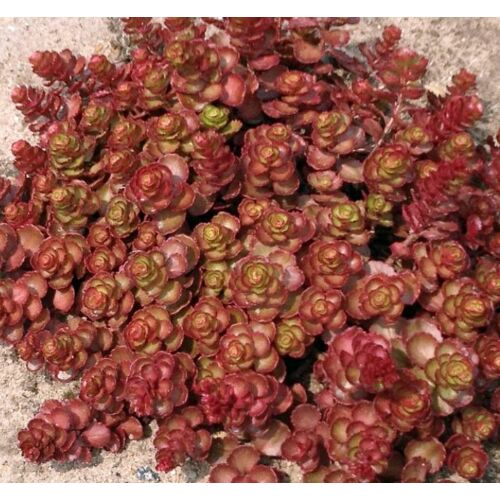 Varjúháj kaukázusi zöld-bordó levelű - Sedum spurium 'Red Rock' 10/20cm K9x9cm