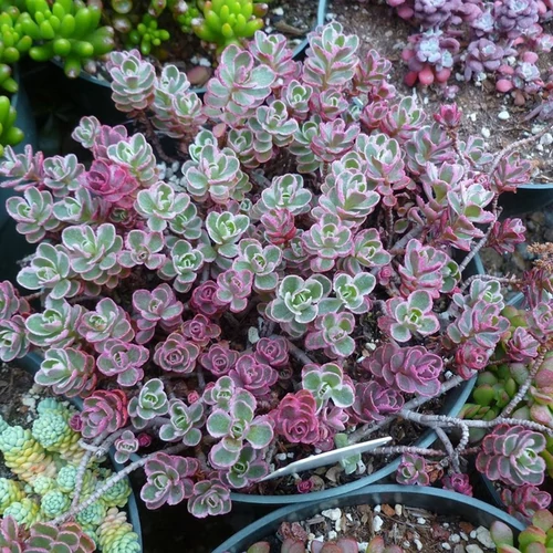 Sedum spurium 'Tricolor'