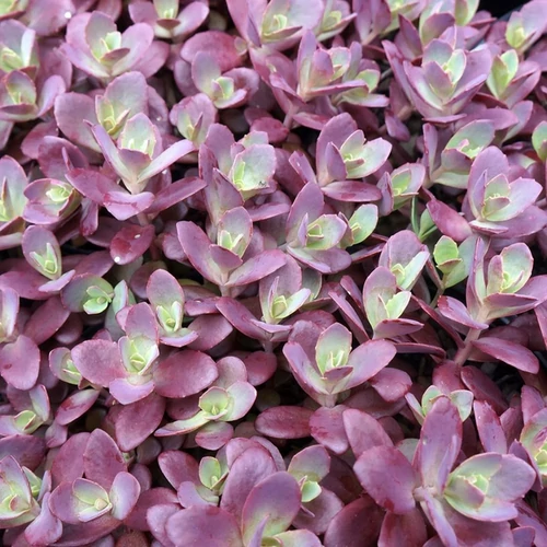 Varjúháj cseresznyepiros lombú - Sedum 'Sunsparkler Firecracker' 20/30cm K14cm