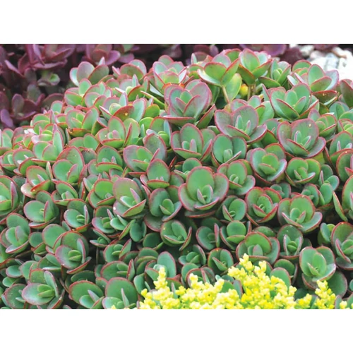 Sedum 'Sunsparkler Lime Zinger'