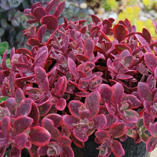 Sedum 'Sunsparkler Wild Fire'