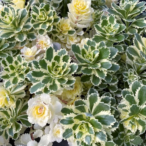 Sedum takesimense 'Atlantis'