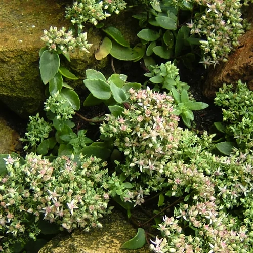 Sedum tatarinovii