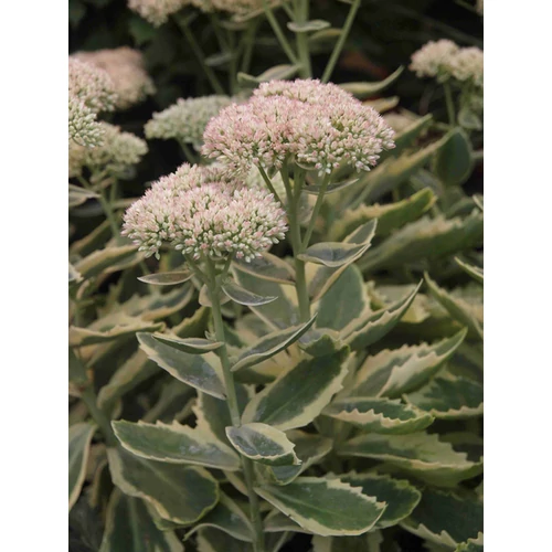 Sedum telephium 'Elsie's Gold'