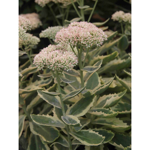 Sedum telephium 'Elsie's Gold'