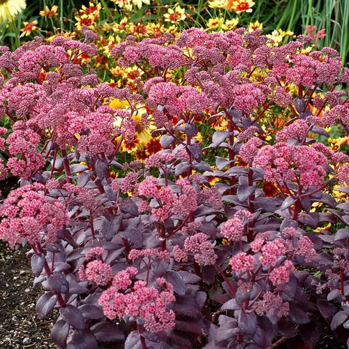 Sedum telephium 'Seduction Cherry Chocolate'