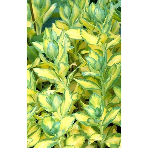 Varjúháj kárpáti tarka levelű - Sedum telephium 'Variegata' 20/30cm K2l