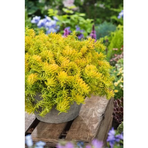 Sedum reflexum 'Yellow Cushion'