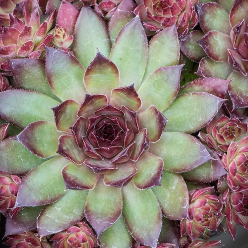 Sempervivum 'Andromeda'