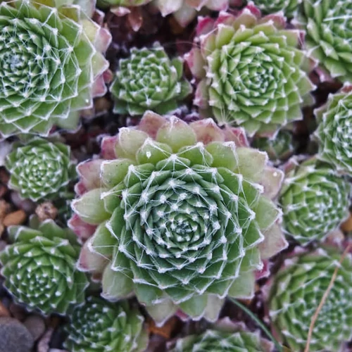 Sempervivum arachnoideum