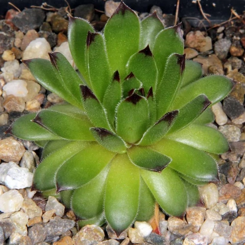 Sempervivum 'Black Top'