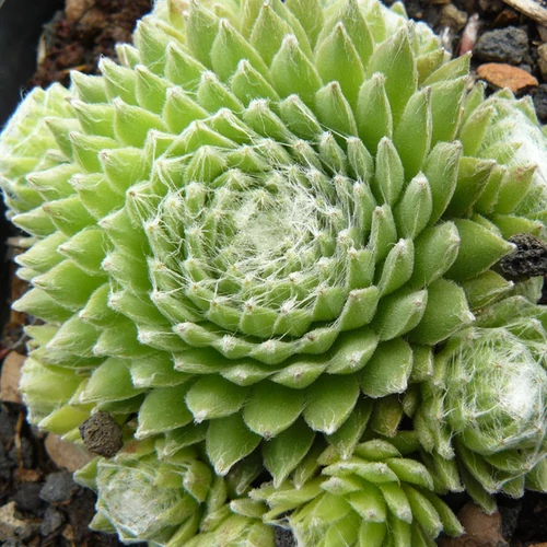 Sempervivum 'Koko Flanel'