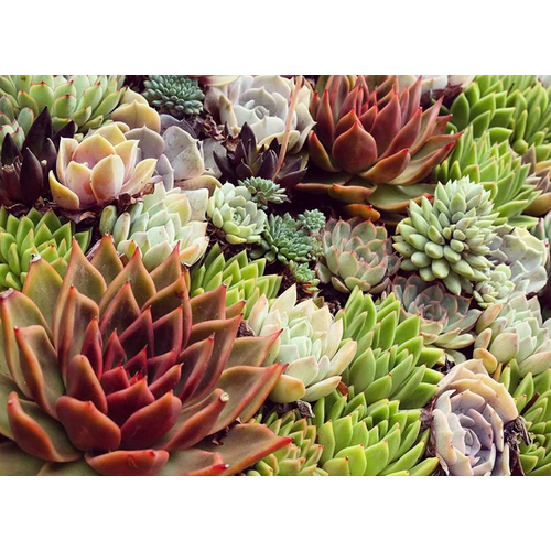 Kövirózsa mix - Sempervivum mix 10/20cm K10,5cm