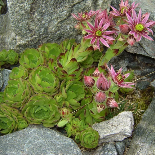 Sempervivum montanum