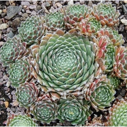 Sempervivum 'Sprite'