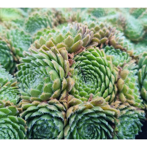 Sempervivum 'Weberianum'