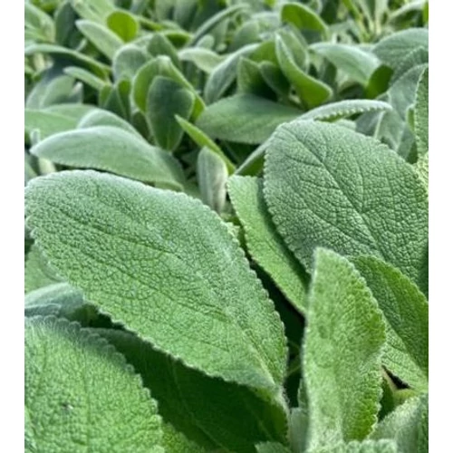 Stachys byzantina 'Helene von Stein'
