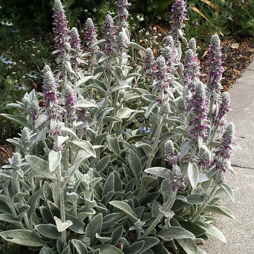 Stachys byzantina 'Silky Fleece'