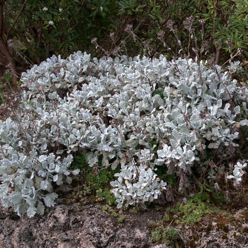 Tanacetum haradjanii