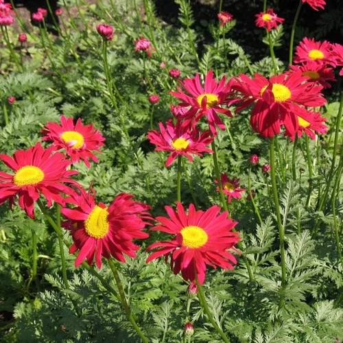 Tanacetum 'Robinson's Red'