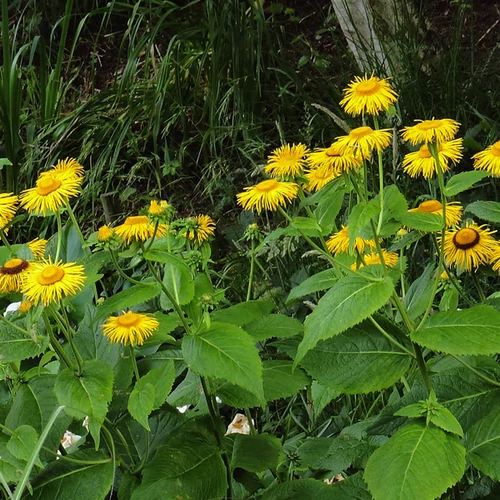 Telekia speciosa