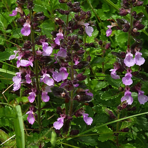 Teucrium chamaedrys