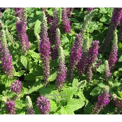 Teucrium hircanicum 'Paradise Delight'